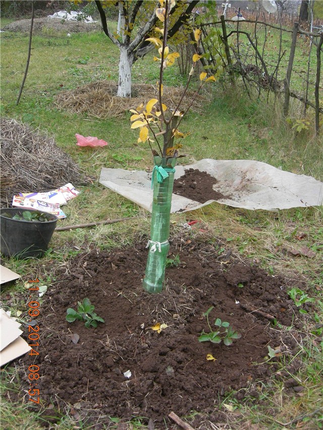 arčilend